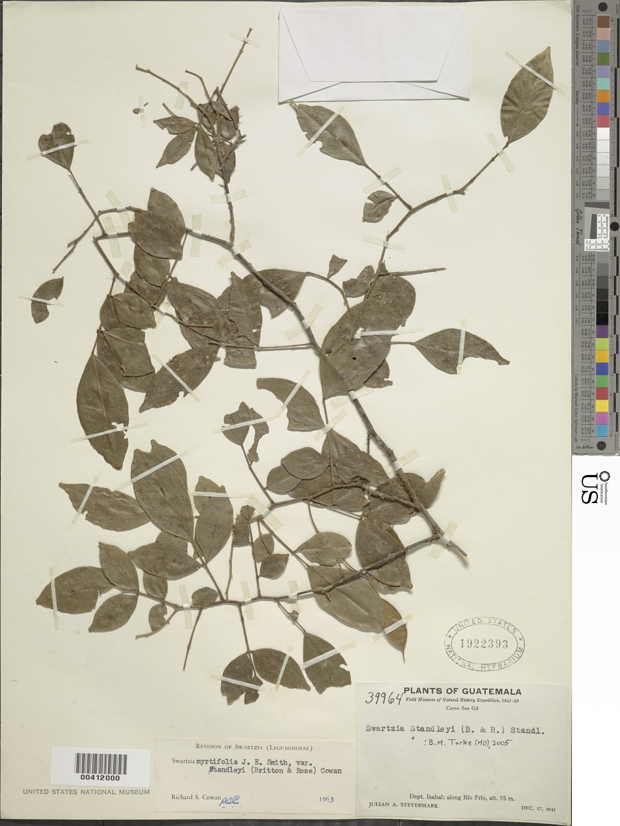 Swartzia myrtifolia var. standleyi image