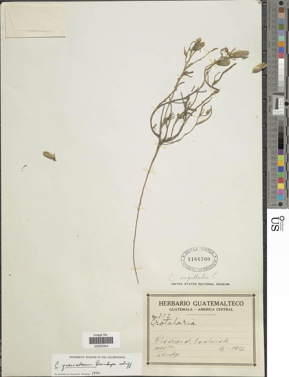 Crotalaria quercetorum image