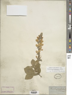 Thermopsis californica var. californica image