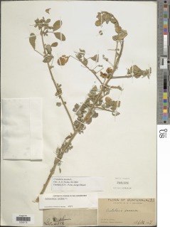 Image of Crotalaria incana
