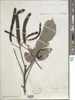 Cassia podocarpa image