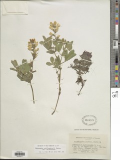 Image of Thermopsis californica