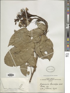Camoensia brevicalyx image