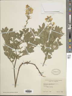 Thermopsis macrophylla image