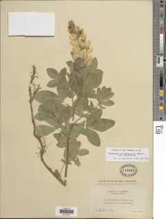 Thermopsis californica image