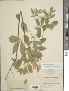 Thermopsis montana var. ovata image