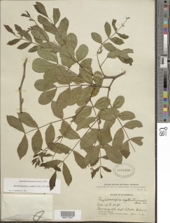 Image of Barnebydendron riedelii