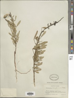 Crotalaria vitellina image