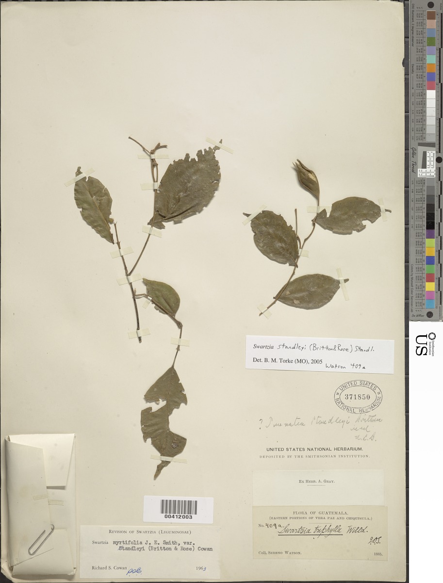 Swartzia myrtifolia var. standleyi image