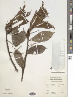 Camoensia scandens image