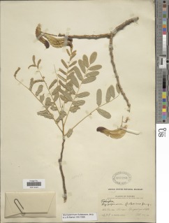 Myrospermum frutescens image