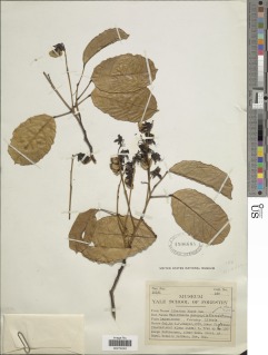 Haplormosia monophylla image