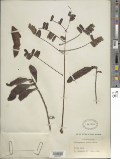 Peltophorum pterocarpum image