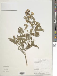 Image of Crotalaria micans