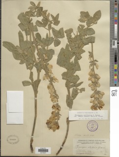Thermopsis californica var. semota image