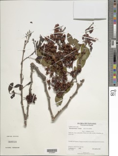 Image of Barnebydendron riedelii