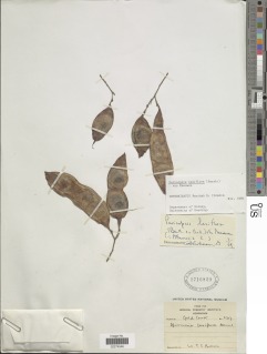 Pericopsis laxiflora image