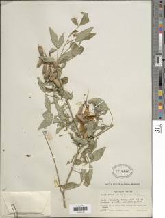 Crotalaria cajanifolia image