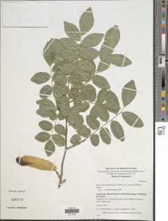 Myroxylon balsamum var. pereirae image