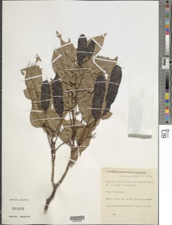 Pericopsis elata image