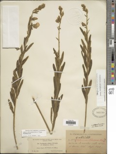 Crotalaria schiedeana image