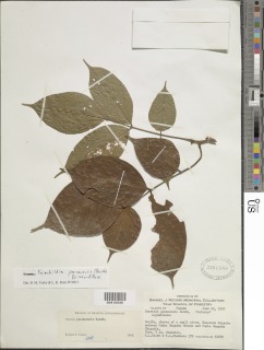 Fairchildia panamensis image