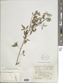 Image of Crotalaria longirostrata