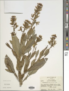 Image of Crotalaria spectabilis