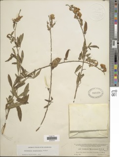 Crotalaria maypurensis image
