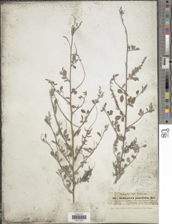 Indigofera oblongifolia image