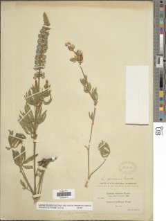 Lupinus leucophyllus image