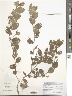 Indigofera nummulariifolia image
