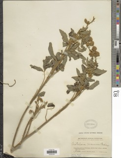 Crotalaria mauensis image