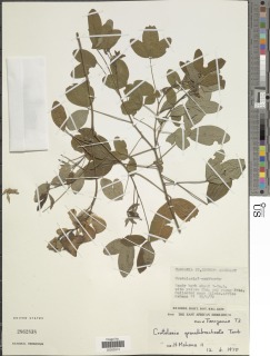 Image of Crotalaria grandibracteata