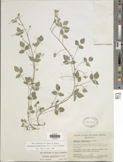 Image of Pediomelum rhombifolium