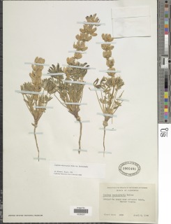 Lupinus microcarpus var. horizontalis image