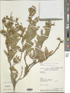 Crotalaria lachnosema image