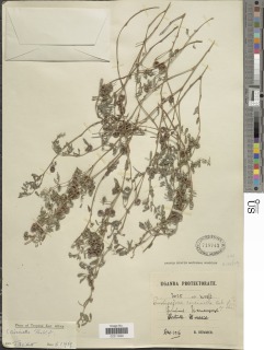 Indigofera circinella image