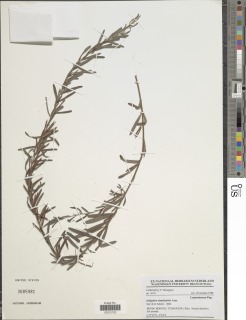 Indigofera simplicifolia image