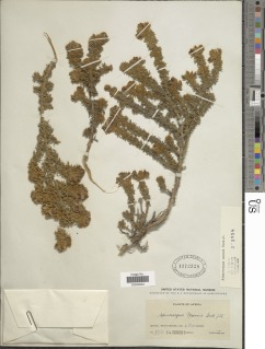 Adenocarpus mannii image
