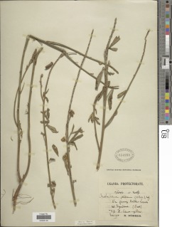 Crotalaria petitiana image