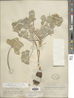 Image of Pediomelum castoreum