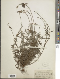 Crotalaria lathyroides image