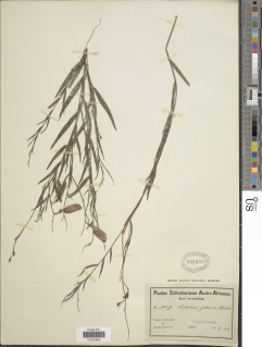 Image of Crotalaria glauca