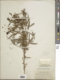 Crotalaria goreensis image