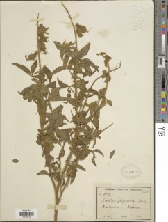 Crotalaria polysperma image