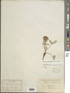 Image of Trifolium beckwithii