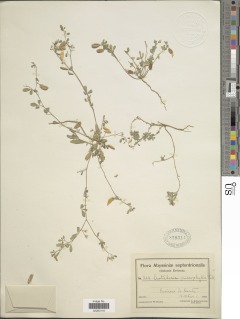 Crotalaria microphylla image