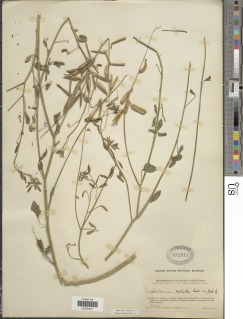 Crotalaria deserticola image