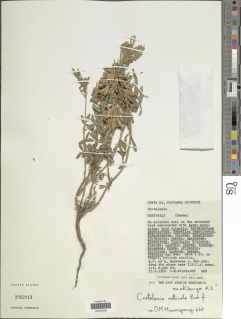 Crotalaria vallicola image